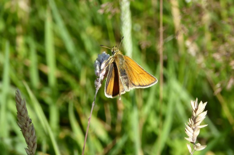Close-up of butterfly on a flower in the grounds.