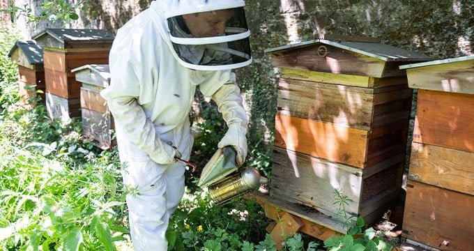 Beekeeping in our Apiary