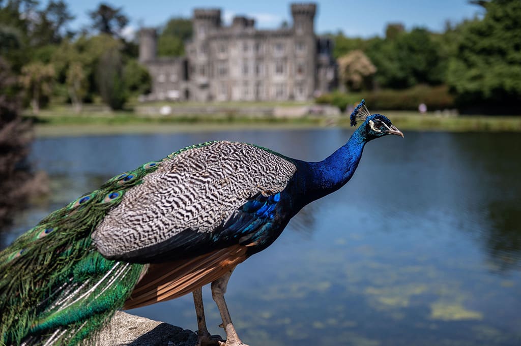 Peacock overlooking the lake in front of Johnstown Castle.