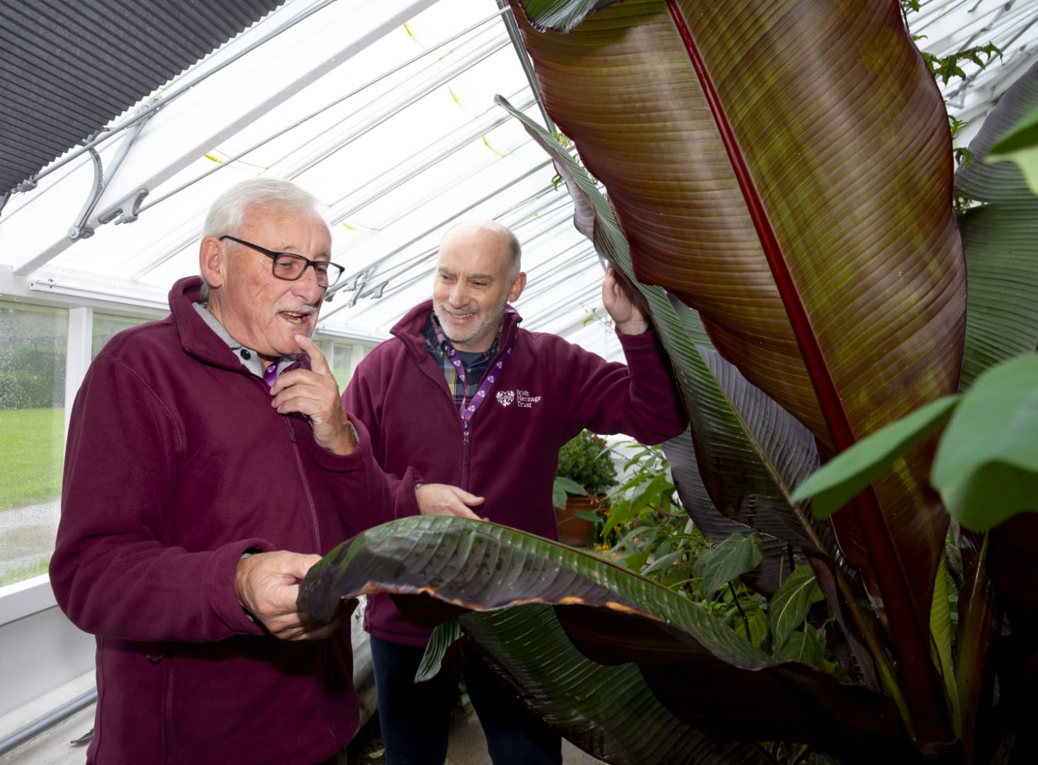 Two men beside plants in greenhouse