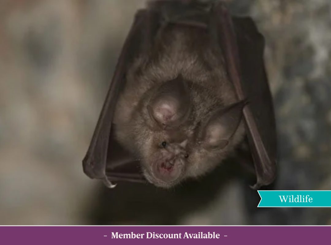 An awake Irish bat hanging upside down at Johnstown Castle, looking directly toward the camera. Includes text that says "Members Discount Available"