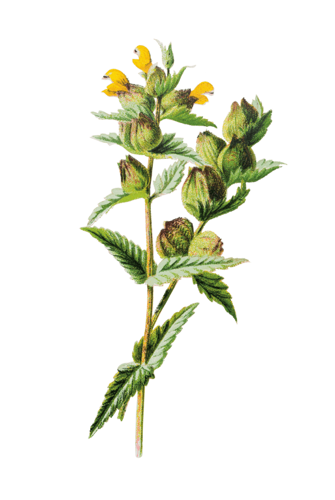 Graphic of yellow rattle plant