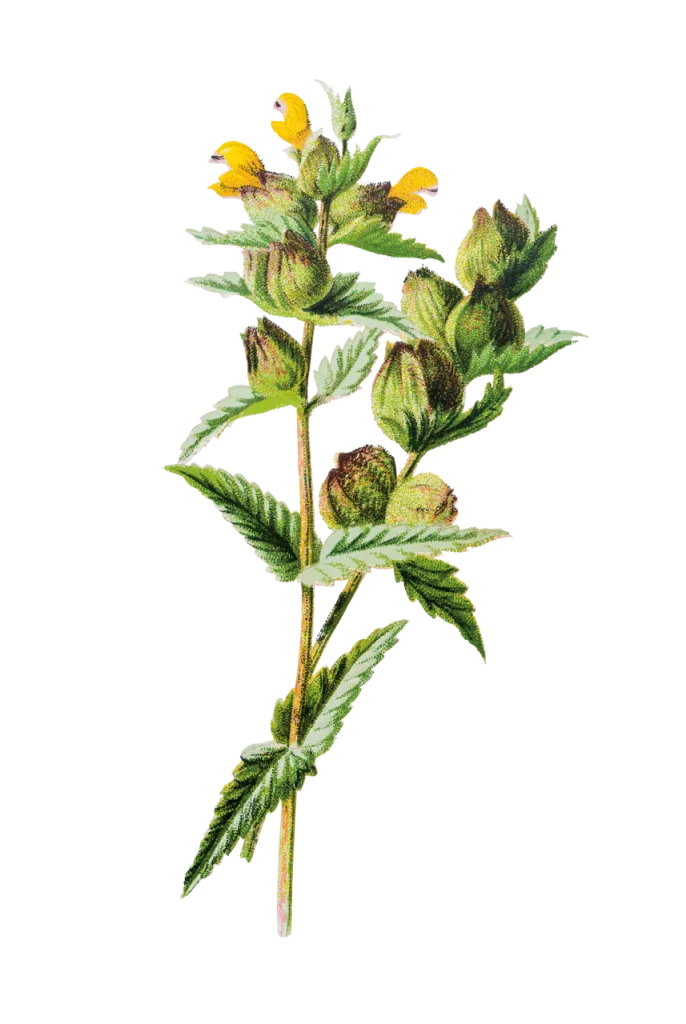 Graphic of yellow rattle plant
