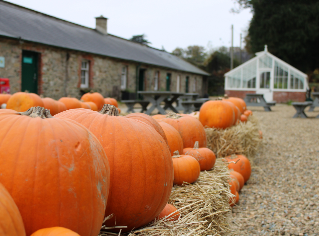 The Bothy Sheds at Johnstown Castle Estate, Wexford, decorated with an autumnal display of pumpkins.