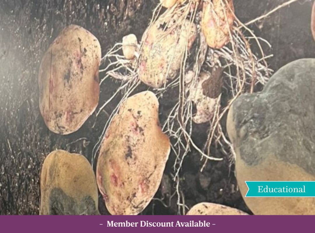 Irish potatoes affected by blight, representing the Great Irish Famine. Displayed in the "Changing Farming Fortunes" exhibit at the Irish Agricultural Museum.