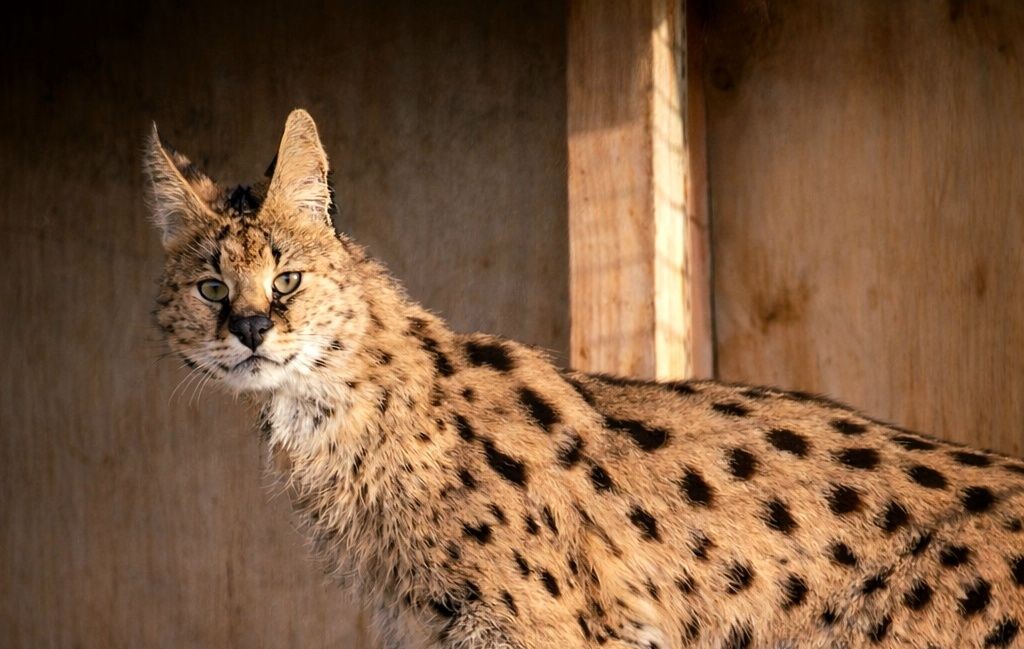 A lynx cat in Secret Valley Wildlife Park