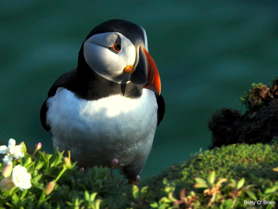 A puffin on the Saltee Island in Kilmore Wexford